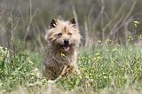 CAIRN TERRIER 202